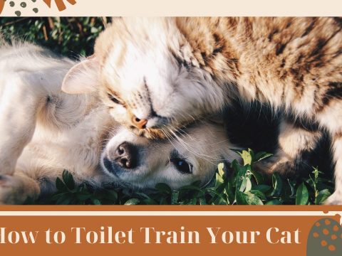 Best Method to Toilet Train Your Cat.